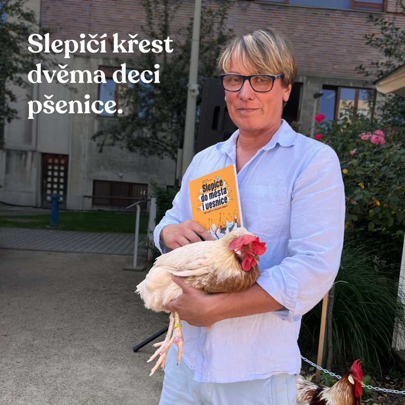 Slepičí křest dvěma deci pšenice 