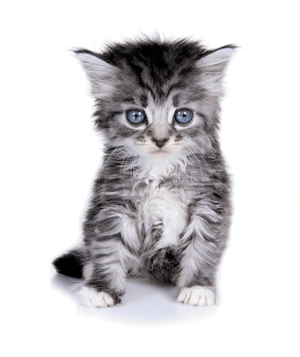 Památníček – koťátko