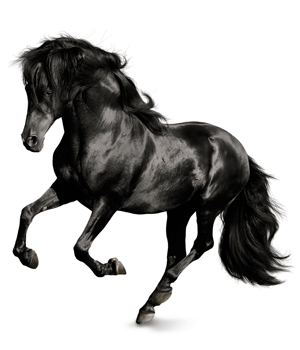 Památníček – kůň