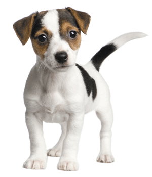 Památníček – štěňátko