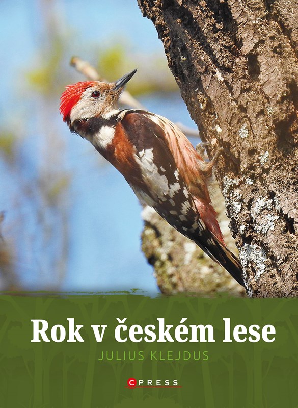 Levně Rok v českém lese | Kolektiv
