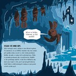 A101U0F0014839_netopyrek-filda-a-bajecna