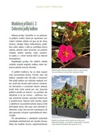 A101B0N0016936_Terapie_balkonem_list4.jp