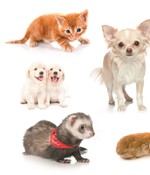 0027721939_zapisnicek-mazlicci-tir-70002