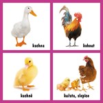 0029597885_moje-prvni-obrazkova-knizka-z