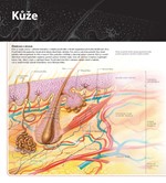 0035853517_velka-encyklopedie-3D-lidske-