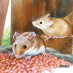 0055131365_na-dvorku-leporelo-a101f0f206