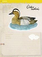 0049126163_Jak-pozorovat-ptaky-listovani