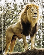 0054405481_neobycejna-zvirata-mistri-lov