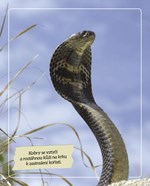 0054405481_neobycejna-zvirata-mistri-lov