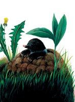 0058576642_jak-myska-hledala-kamarady-a1