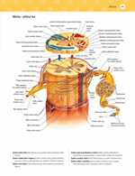 0055328055_khp0462-Cvicebnice-pro-studen