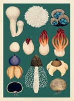 0062833976_A10110F23005-Fungarium_list-1