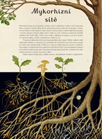 0062833976_A10110F23005-Fungarium_list-3