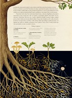 0062833976_A10110F23005-Fungarium_list-4