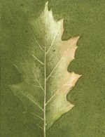 0055399703_muz-ktery-sazel-stromy-mc-A10