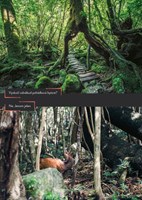 0063704045_A101C0N13946_dominika-japonsk