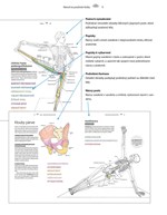 a101b0n0003706_joga-anatomicky-vybarvova