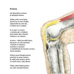 0086047947_9788075582010_Slo-kopyto-do-s