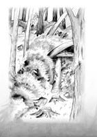 A101I0F0006627_bejvavalo-na-sumave-priro