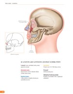 b102l1f15947_atlas-svalov-anatomia_3.jpg