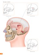 b102l1f15947_atlas-svalov-anatomia_2.jpg
