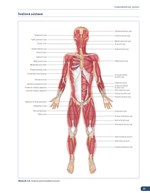 b102l1f15947_atlas-svalov-anatomia_1.jpg