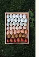 A101B0N0010179_Slepice-do-mesta-i-vesnic