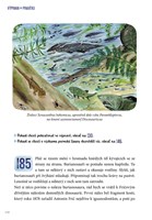 a101f0f0000441_vyprava-do-praveku-list3.