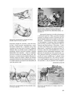 a10110f0003159_praveky-svet-zdenka-buria