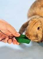 a101a0f0012356_klikrtrenink-pro-kraliky-