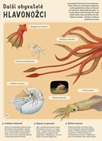 A101U0F0012323_encyklopedie-podmorskeho-