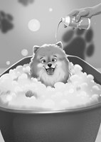 A101E0N0007711_Hleda-se-pomeranian_list3